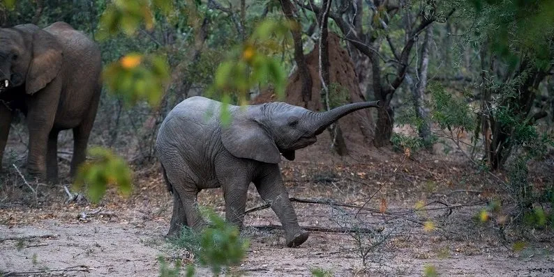 chris-rhoads-H9p1dvVvkqI-unsplash baby elephant playing freely in a forest clearing symbolising change beliefs