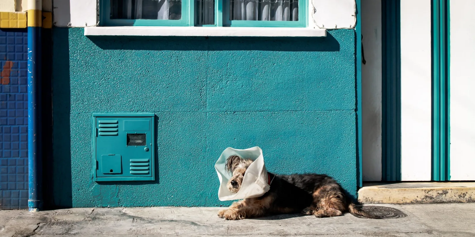 ivan-rojas-urrea-EsW5atCWiww-unsplash dog wearing a cone of shame against a blue wall